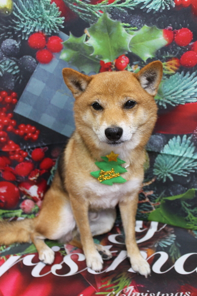 千葉県船橋市の豆柴のトリミング画像