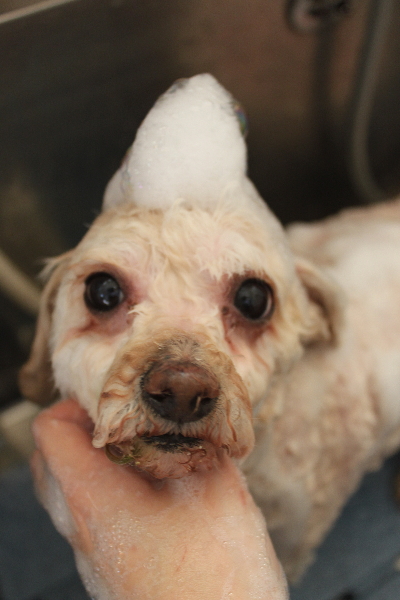 千葉県鎌ケ谷市のミックス犬のシャンプー画像