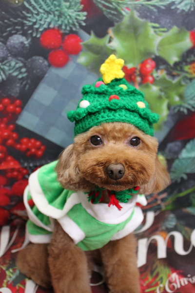 千葉県市川市のトイプードルのトリミング画像