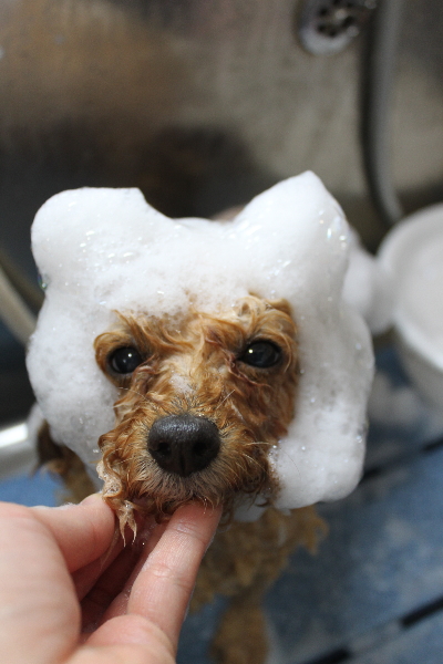 千葉県船橋市のトイプードルのシャンプー画像
