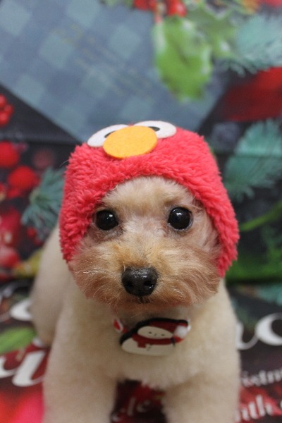 千葉県鎌ケ谷市のトイプードルトリミング画像