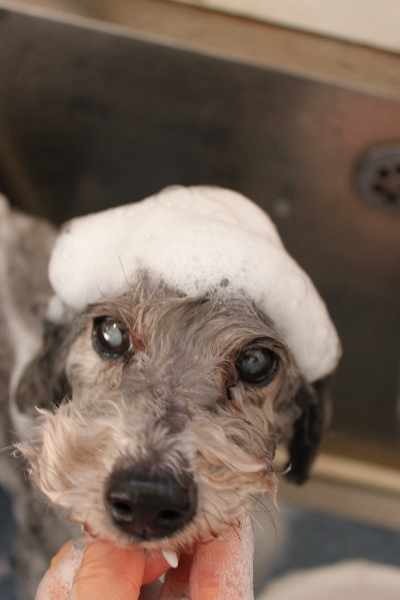 千葉県船橋市のトイプードルのシャンプー画像