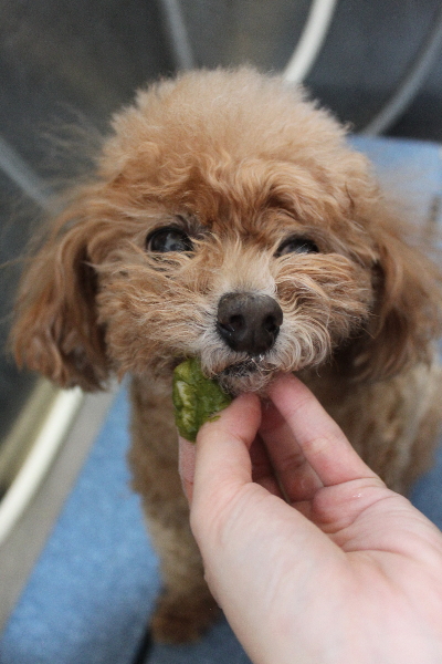 千葉県鎌ケ谷市のトイプードルの歯磨き画像