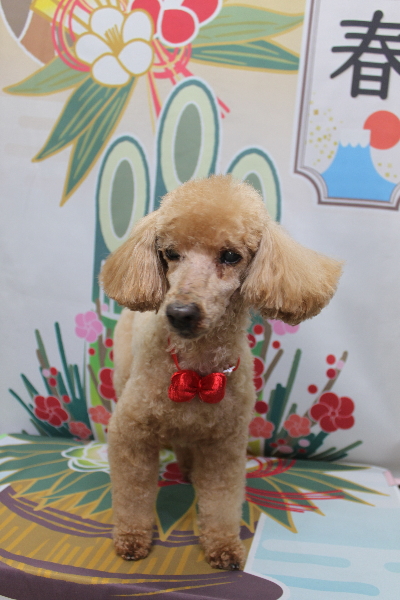 千葉県花見川区トイプードルのトリミング画像