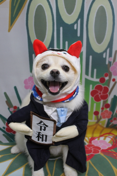 東京都港区のポメラニアンのトリミング画像