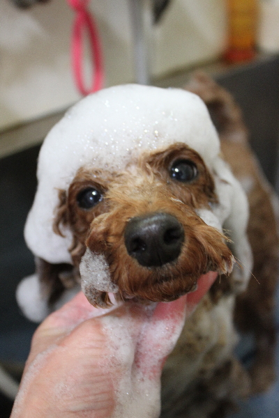千葉県鎌ヶ谷市のトイプードルのシャンプー画像