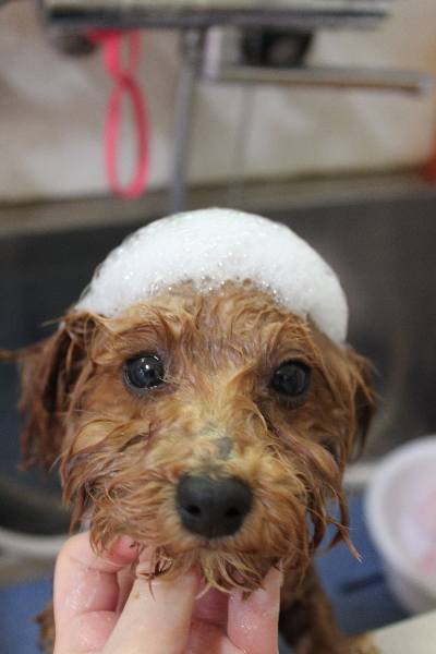 千葉県千葉市のトイプードルのシャンプー画像