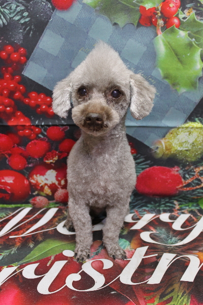 千葉県船橋市のトイプードルのトリミング画像