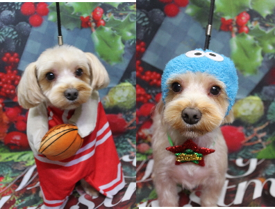 千葉県鎌ヶ谷市のミックス犬のトリミング画像