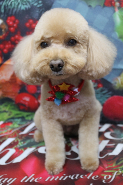 千葉県佐倉市のトイプードルのトリミング画像