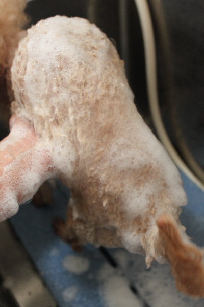 千葉県船橋市のトイプードルのシャンプー画像