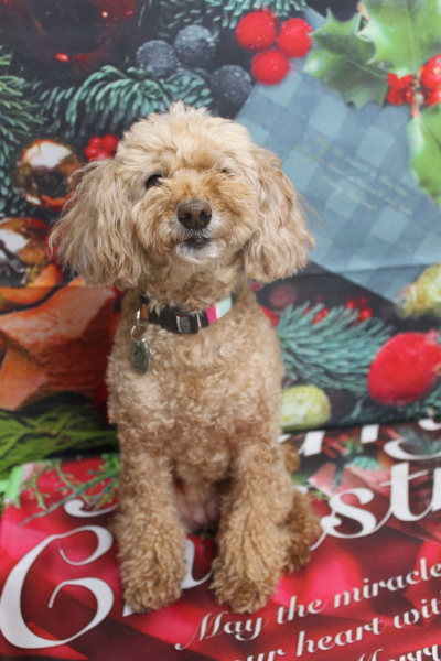 千葉県松戸市のトイプードルのトリミング前画像