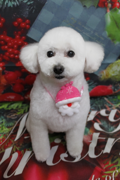 千葉県船橋市のトイプードルのトリミング画像