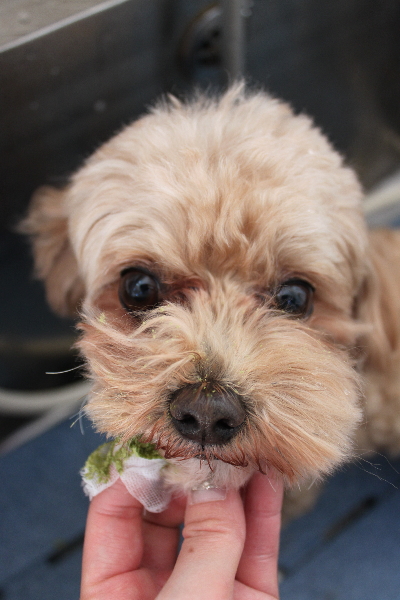 千葉県船橋市のミックス犬の歯磨き画像