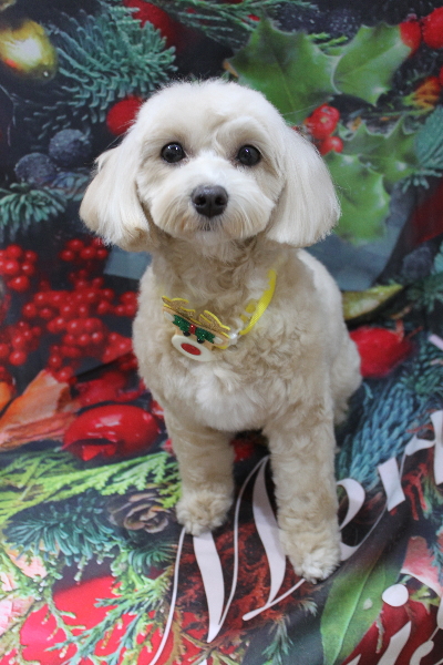 千葉県鎌ヶ谷市のミックス犬のトリミング画像