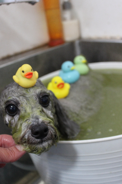 千葉県船橋市のトイプードルのハーブ湯画像
