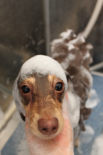 千葉県船橋市のミニチュアダックスのシャンプー画像