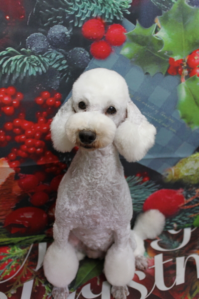 トイプードルブリーダーの成犬、トリミング画像