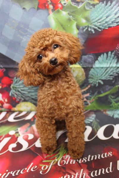 千葉県船橋市のトイプードルのトリミング前画像