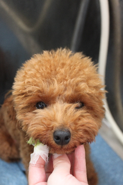 千葉県船橋市のトイプードルの歯磨き画像