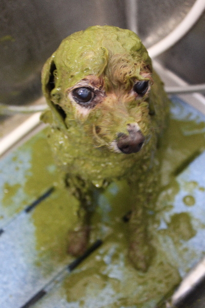 千葉県鎌ケ谷市のトイプードルのハーブパック画像