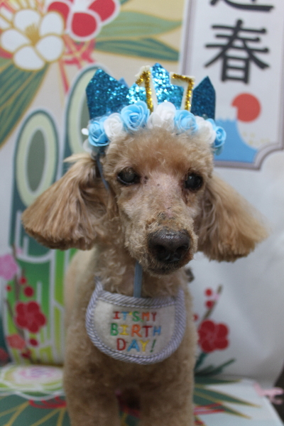 千葉県花見川区トイプードルのトリミング画像