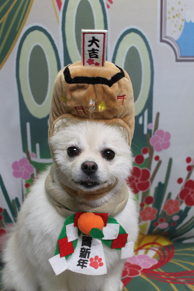 東京都港区のポメラニアンのトリミング画像