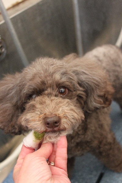 千葉県市川市のトイプードルの歯磨き画像