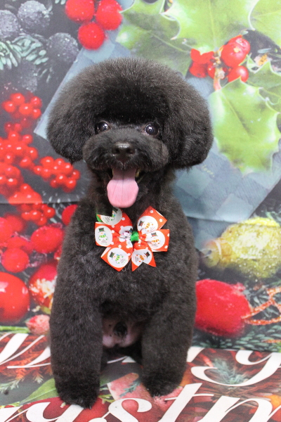 千葉県船橋市のトイプードルのトリミング画像