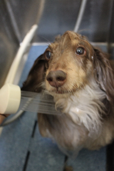 千葉県松戸市のミニチュアダックスのオゾンシャワー画像