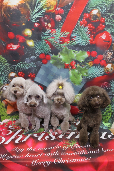 千葉県船橋市のトイプードルのトリミング画像