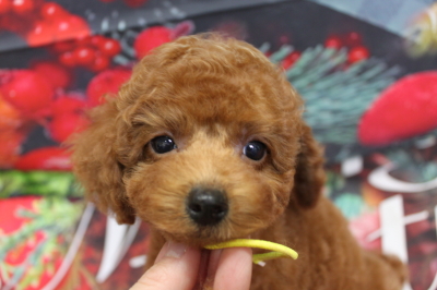 トイプードルブリーダーの子犬、トリミング画像