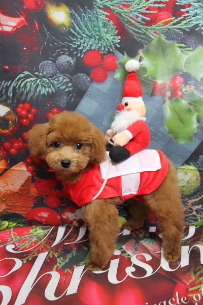 千葉県船橋市のトイプードルのトリミング画像