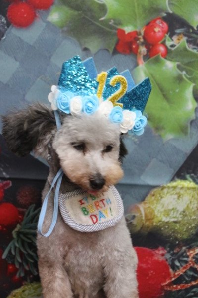 トリミングサロン、トリマー、千葉県鎌ヶ谷市船橋市市川市松戸市柏市白井市印西市千葉市、撮影サービス画像