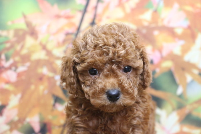 トイプードルブリーダー子犬レッド女の子生後6週間。千葉県鎌ヶ谷市船橋市市川市柏市白井市印西市千葉市ブリーダー画像