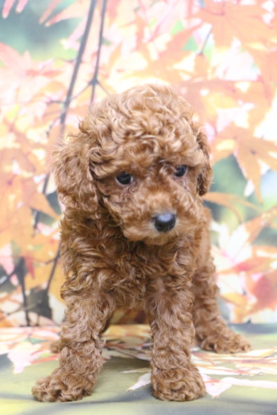 トイプードルブリーダー子犬レッド女の子生後6週間。千葉県鎌ヶ谷市船橋市市川市柏市白井市印西市千葉市ブリーダー画像