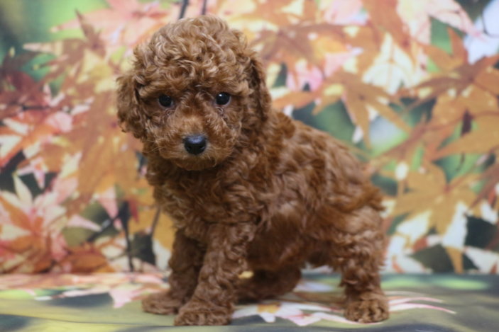 トイプードルブリーダー子犬レッド女の子生後6週間。千葉県鎌ヶ谷市船橋市市川市柏市白井市印西市千葉市ブリーダー画像