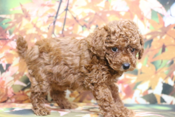 トイプードルブリーダー子犬レッド女の子生後6週間。千葉県鎌ヶ谷市船橋市市川市柏市白井市印西市千葉市ブリーダー画像