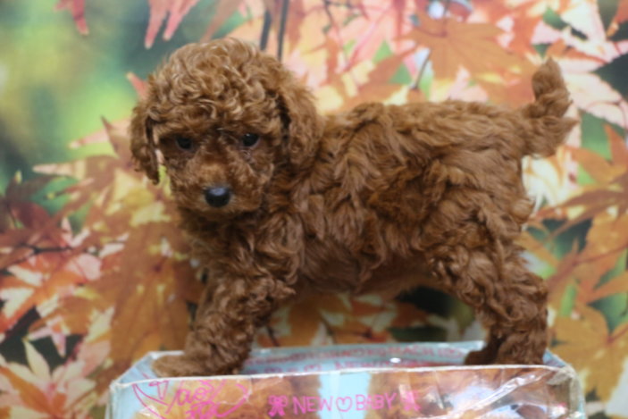 トイプードルブリーダー子犬レッド女の子生後6週間。千葉県鎌ヶ谷市船橋市市川市柏市白井市印西市千葉市ブリーダー画像