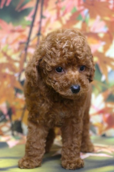 トイプードルブリーダー子犬レッド女の子生後7週間。千葉県鎌ヶ谷市船橋市市川市柏市白井市印西市千葉市ブリーダー画像