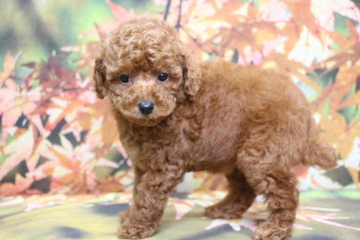 トイプードルブリーダー子犬レッド女の子生後7週間。千葉県鎌ヶ谷市船橋市市川市柏市白井市印西市千葉市ブリーダー画像