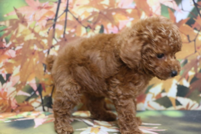 トイプードルブリーダー子犬レッド女の子生後7週間。千葉県鎌ヶ谷市船橋市市川市柏市白井市印西市千葉市ブリーダー画像