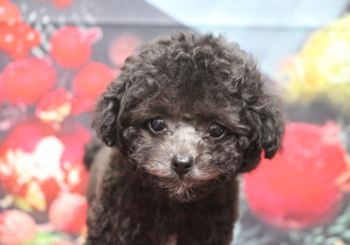 ティーカッププードルブリーダー子犬シルバー女の子生後2ヶ月。千葉県鎌ヶ谷市船橋市市川市柏市白井市印西市千葉市ブリーダー画像