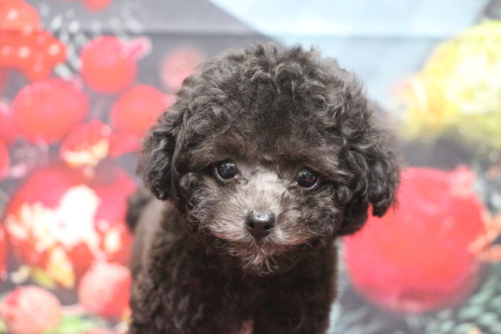 ティーカッププードルブリーダー子犬シルバー女の子生後2ヶ月。千葉県鎌ヶ谷市船橋市市川市柏市白井市印西市千葉市ブリーダー画像