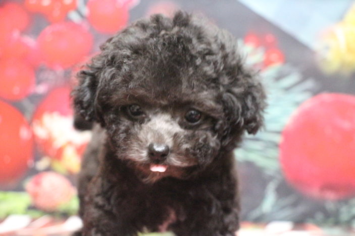 ティーカッププードルブリーダー子犬シルバー女の子生後2ヶ月。千葉県鎌ヶ谷市船橋市市川市柏市白井市印西市千葉市ブリーダー画像