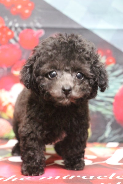 ティーカッププードルブリーダー子犬シルバー女の子生後2ヶ月。千葉県鎌ヶ谷市船橋市市川市柏市白井市印西市千葉市ブリーダー画像