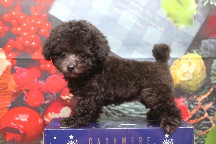 ティーカッププードルブリーダー子犬シルバー女の子生後2ヶ月。千葉県鎌ヶ谷市船橋市市川市柏市白井市印西市千葉市ブリーダー画像