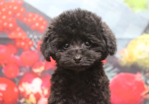 ティーカッププードルブリーダー子犬ブラック黒女の子生後2ヶ月半。千葉県鎌ヶ谷市船橋市市川市柏市白井市印西市千葉市ブリーダー画像