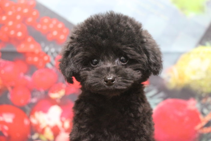 ティーカッププードルブリーダー子犬ブラック黒女の子生後2ヶ月半。千葉県鎌ヶ谷市船橋市市川市柏市白井市印西市千葉市ブリーダー画像