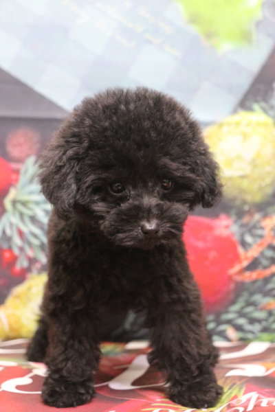 ティーカッププードルブリーダー子犬ブラック黒女の子生後2ヶ月半。千葉県鎌ヶ谷市船橋市市川市柏市白井市印西市千葉市ブリーダー画像